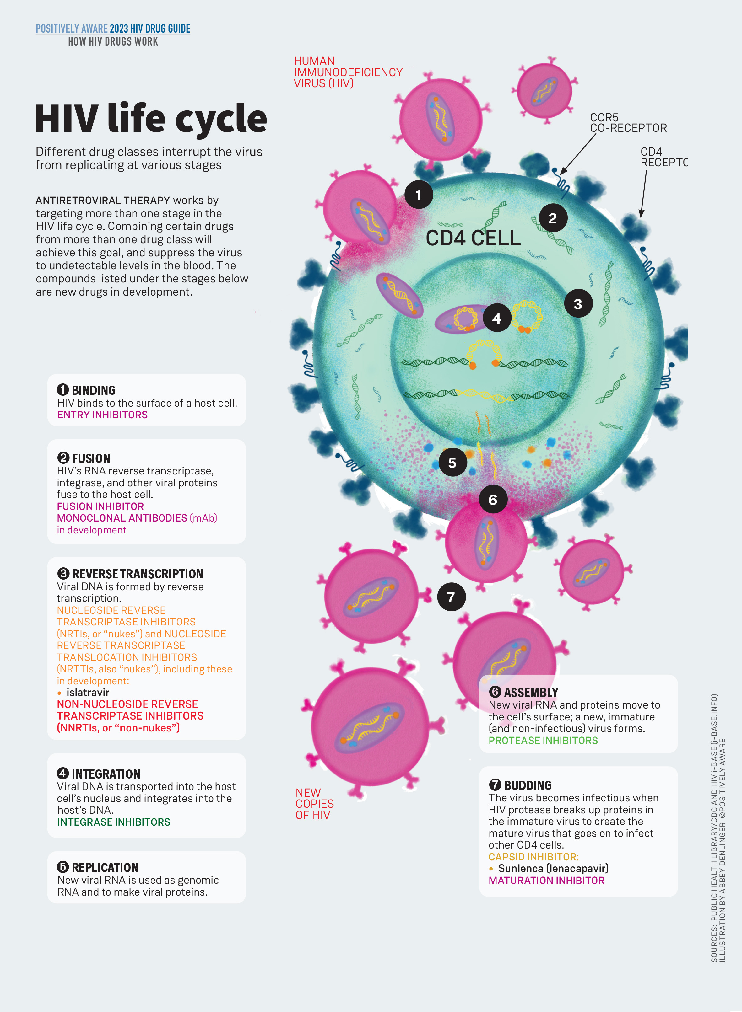 Hiv Life Cycle Positively Aware 4025